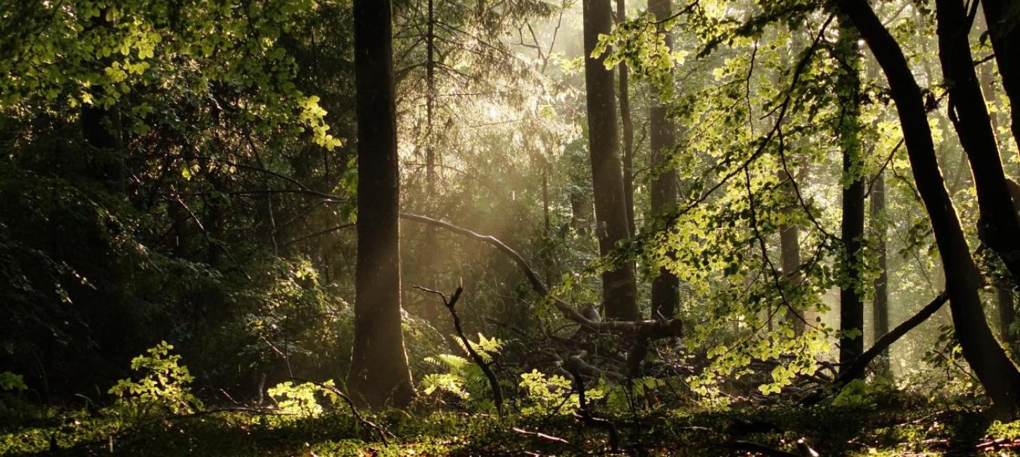 Rold Skov med sollys