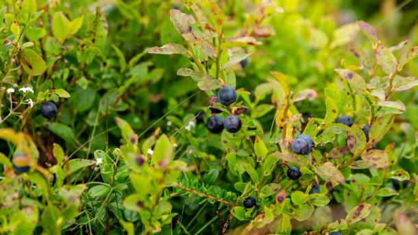 Planter blåbærbuske