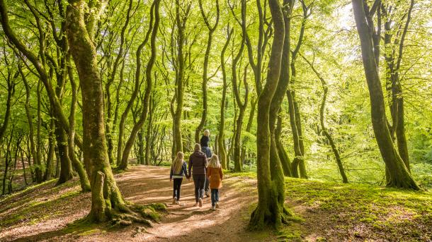 Børnefamilie i Troldeskoven, Rold Skov