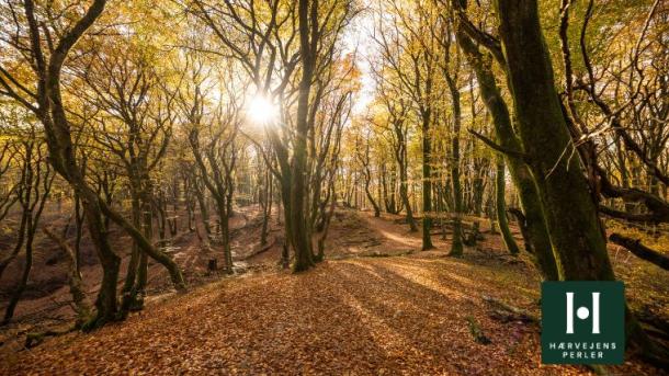 Efterår i Rold skov