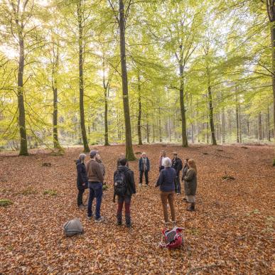 Guidet tur i skoven