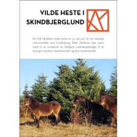 Vilde heste i Skindbjerglund