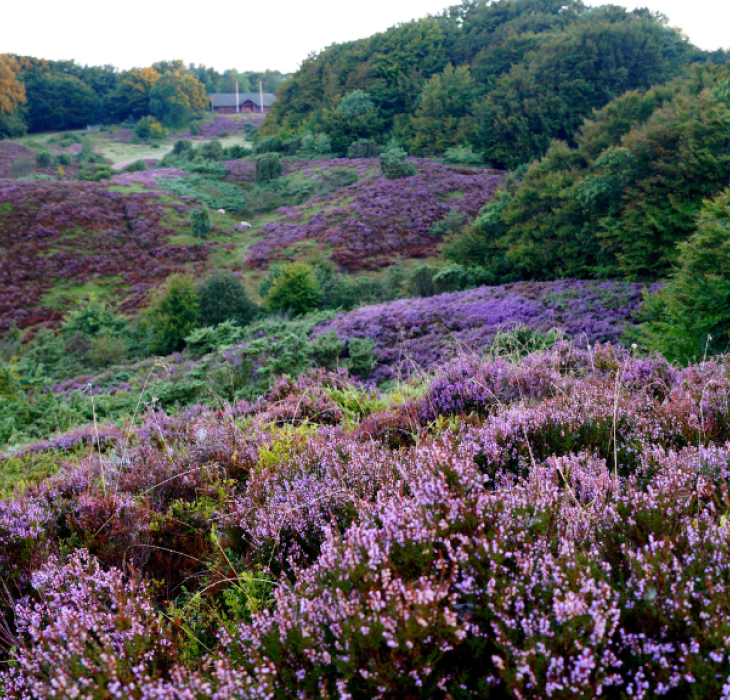Lyng i Rebild Bakker